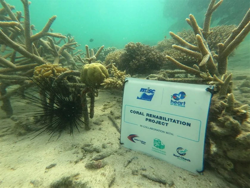 Coral reef rehab